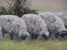 Sheep Ewes