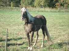Trail horse