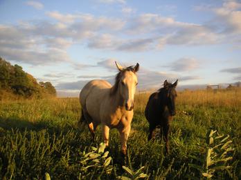 Filly and colt