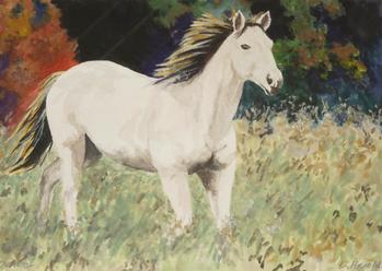 Buckskin Filly