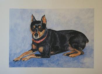 Dog portrait, miniature pinscher